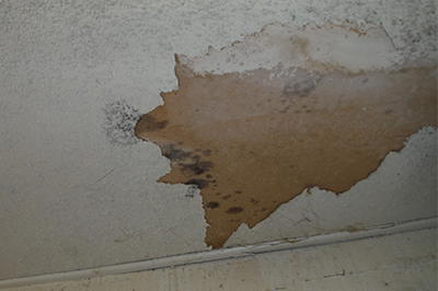 Mold Services